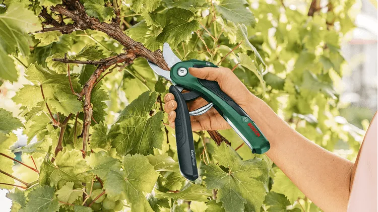 Bosch DIY | Easyprune Pruning