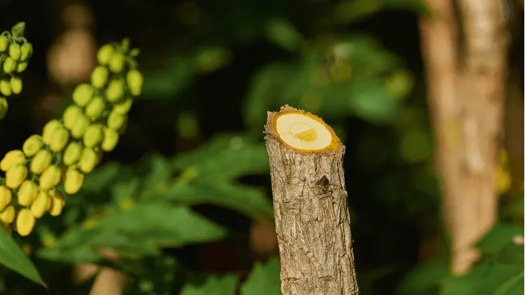 Bosch DIY | Easyprune Pruning