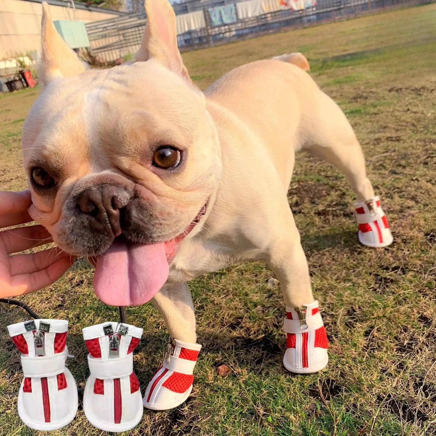 Pawrence Breathable French Bulldog Booties with Magic Tape Straps