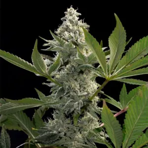 SALE!! Paradise Seeds - Glowstarz